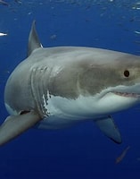 Afbeeldingsresultaten voor witte haai. Grootte: 157 x 200. Bron: blogs.reuters.com