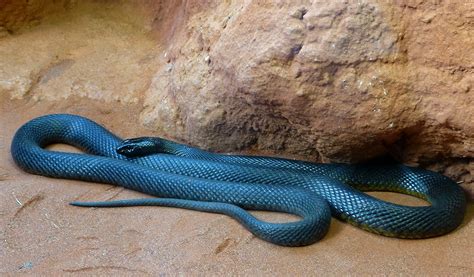 ideas  inland taipan  pinterest snakes pit viper