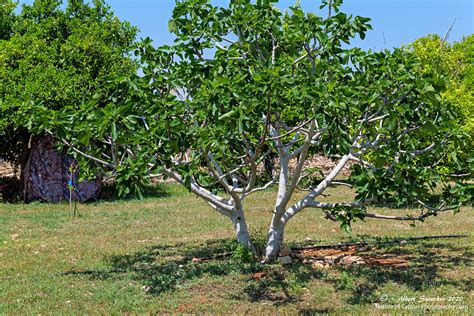 treffpunkt feigenbaum iv gefiederte gaeste april  cyprus birds