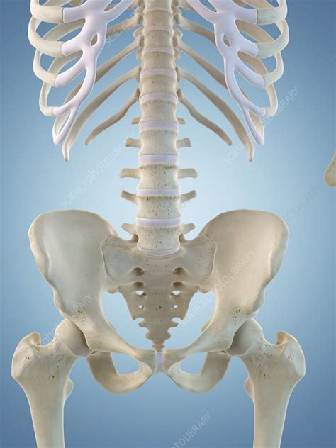 human skeletal structure artwork stock image  science photo library