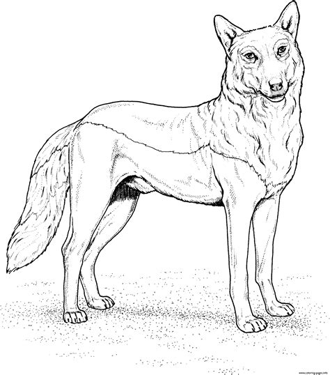 red wolf coloring page printable