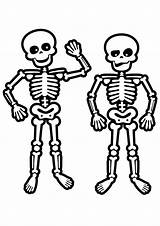 Skelett Esqueleto Halloween Skeletons Dancing Esqueletos Calaveras Ausmalbild Dead Skelet Tekeningen Malvorlagen Muertos Momjunction sketch template