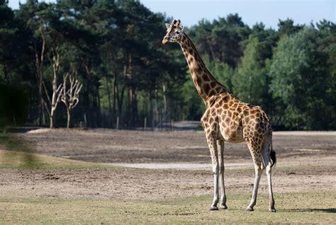 safaripark beekse bergen uitjesmetkids