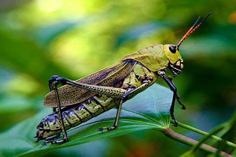 grillo wildlife grasshopper