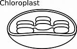 Chloroplast Sponsored sketch template