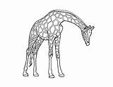Girafa Colorat Planse Desene Analytics Trafic Mancare sketch template