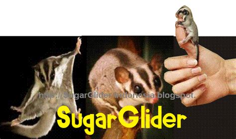 menjinakan sugar glider sugar glider indonesia