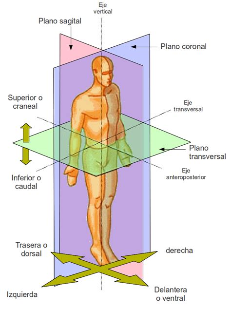 planos anatomicos anatomia humana general