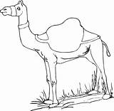 Dromedary Coloring Animals Kb sketch template