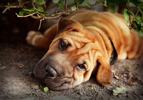 shar pei dog breed guide checking   pros  cons