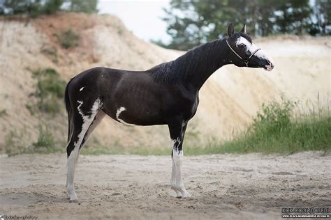 gandhara black fame arabian black sabino mare  import  europe