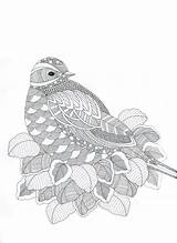 Zentangle Fantastiques Erwachsene Doodle Ausmalen Zen Kleurplaten Oiseau Fantastique Pigeon Coloriages Vogel Desenho Volwassenen Voor sketch template