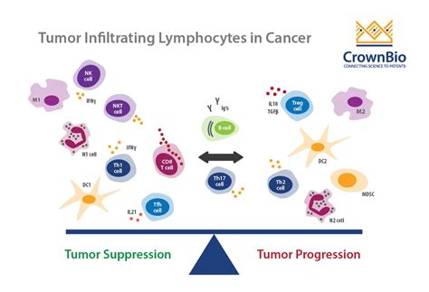 Tumor Infiltrating Lymphocytes Conflicting Approaches In Immuno Oncology