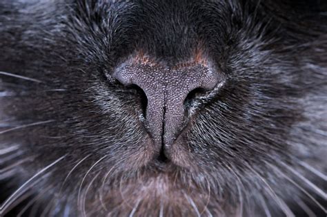 93 close ups of cat noses to make your day bored panda