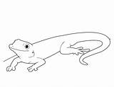 Gecko Ausmalbilder Lizard Geckos Reptiles Printmania Bestcoloringpagesforkids Beste sketch template