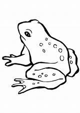 Frosch Ausmalbilder Ausmalen Malvorlage Toad Kroeten Junger Froesche Frösche Malvorlagen Kröte Umriss Tiere Zeichnen sketch template