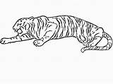 Tigre Malvorlage Ataque Preparando Siberiana Pintarcolorir Bestcoloringpagesforkids Paginas Tudodesenhos Bengala Couche sketch template