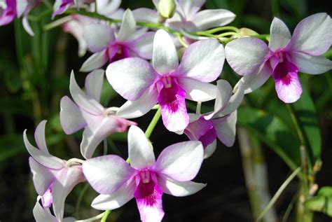 orquideas blancas imagenes  fotos