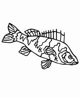 Perch Freshwater Gamefish sketch template
