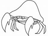 Coloring Crab Pages Hermit Crabs Animals Ws sketch template