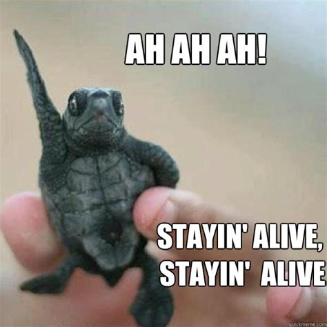 ah ah ah stayin alive stayin alive disco turtle quickmeme