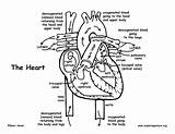 Heart Diagram Coloring Pages Getcolorings Printable sketch template