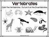Vertebrates Invertebrates Unit Preview sketch template