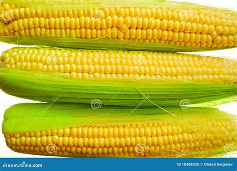 young corn royalty  stock image image