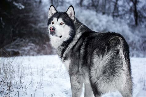 introducing  gentle giant alaskan malamute bubbly pet