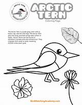 Tern Birdwatchingacademy Monk Paradisaea Sterna sketch template