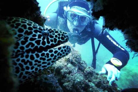 amazing scuba diving fujairah