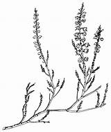Calluna Vulgaris Bildquelle Pflanze sketch template