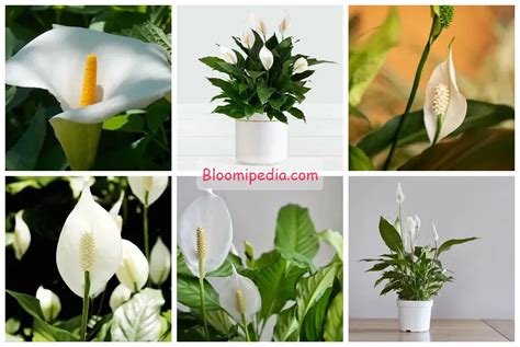 bloom   pro  expert tips  ignite  peace lilys flower power