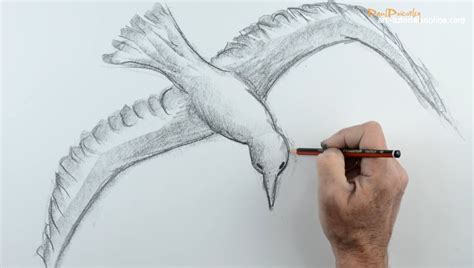 drawing  birds flying drawing arts sketch