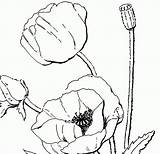Poppy Coloring Pages Flower Poppies Printable Clipart Flowers 1950 Book Colour Drawing Adults Color Library Remembrance Getdrawings Getcolorings Colorings Print sketch template