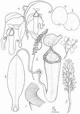 Pitcher Plant Nepenthes Coloring Plants Mountains Template sketch template