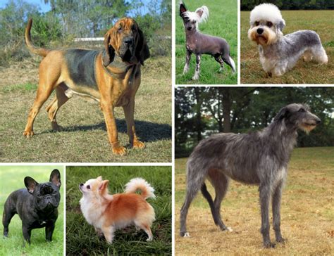 dog breed wikipedia