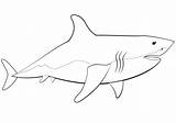 Requin Blunt Torpedo Coloriage Malvorlagen Supercoloring Primanyc Ausdrucken Ausmalbilder Haie Kostenlos Planar sketch template