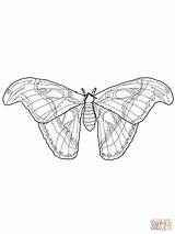 Moth Coloring Atlas Drawing Pages Silkworm Cecropia Printable Silk Drawings Getdrawings Marisa Hamanako sketch template