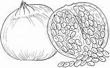 Pomegranate Coloring Pages Fruits Stone Pomegranates Clipart sketch template