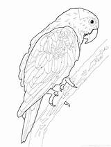 Parrot Coloring Pages Adults Getcolorings Getdrawings sketch template