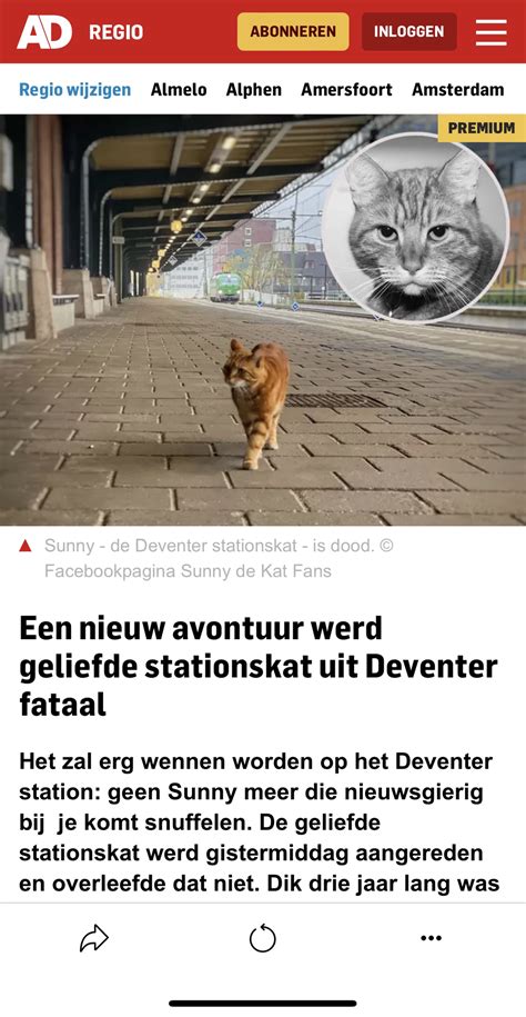 dumpert bekendste kat uit deventer sunny  niet meer