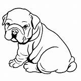 Bulldog Cute Drawing Coloring Pages Baby Getdrawings sketch template