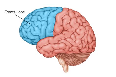frontal lobe disorder alchetron   social encyclopedia