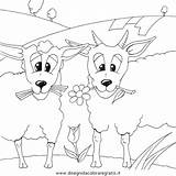 Coloring Colorare Pecore Eid Gregge Pecora Sheep sketch template