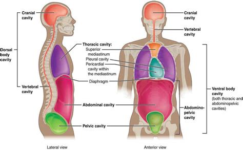 chapter  introduction  human anatomy physiology bpt sem