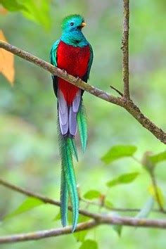 year itch quetzal sighting   biotopo del quetzal  orquigonia