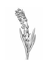 Hyacinth Hyacinthus Supercoloring Orientalis sketch template