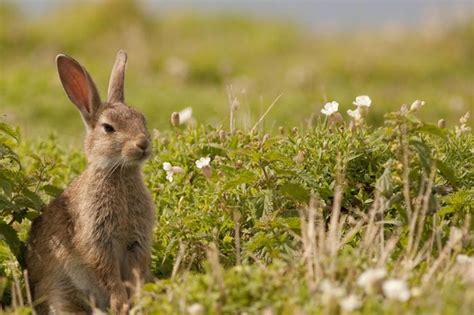 Guide To Rabbits And Hares