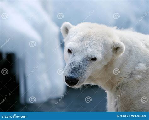 cute polar bear stock photo image  fauna bear white